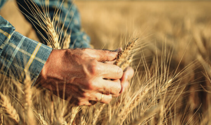 Agriculture